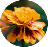 Official product-page visual for the lutein and zeaxanthin blend