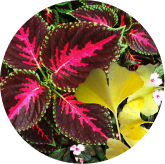 VisiFlora Vision Performance Boosters illustration from the official product page